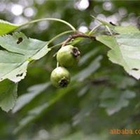 山楂叶提取物，山楂叶黄酮，牡荆素