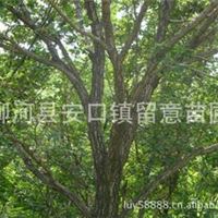 供应柞树、蒙古栎8--30cm绿化大树