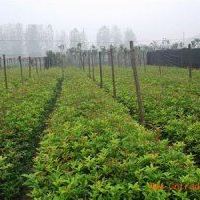 贵州本地桂花基地低价供应浓香8月桂花苗