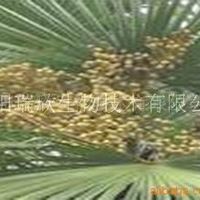 锯叶棕提取物(仙人掌提取物、常春藤提取物）