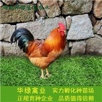 红毛鸡养殖成本,红毛鸡养殖利润等