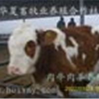 西门塔尔牛 肉牛打折销售