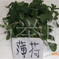 薄荷 野菜 0（mg/kg）