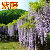 爬藤植物紫藤批发规格齐全 庭院别墅美化 多花紫藤 攀援花卉