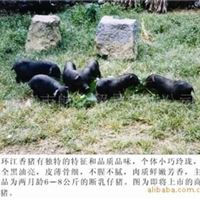 世博会指定**民族特色美食---正宗广西黑香猪