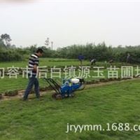 马尼拉草坪草皮公园小区幼儿园园林绿化工程马尼拉草坪草皮