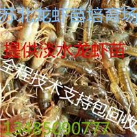 今日龙虾苗价格龙虾苗批发价格龙虾苗养殖基地