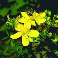 贯叶连翘提取物 St. John&rsquo;s Wort P.E.