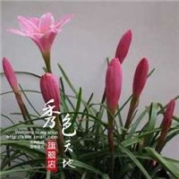 兰花 风雨兰种球花卉植物 葱兰 韭菜兰 葱莲菖蒲莲 多花盆栽