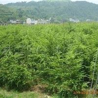 南方 红豆杉种植基地 合作社 乔木 批发