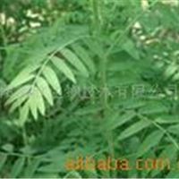 苦参提取物(植物提取物、苦参总碱)