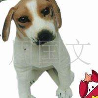 仿真猎犬 (二号)毛绒玩具批发 一件代发