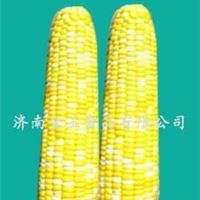 水果玉米 冷冻蔬菜 绿色食品 金王食品