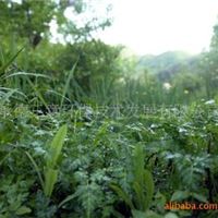 有机食品 河芹 野菜 有机蔬菜