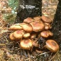 蜜环菌提取物（armillaria   mellea）