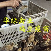 麻羽绿壳蛋鸡饲养黑鸡苗生产供商绿壳蛋鸡苗批发