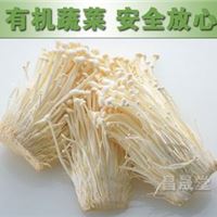 出售有机菌类蔬菜 绿色无污染蔬菜 绿色蔬菜金针菇