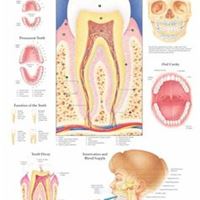 解剖图 医学挂图 牙齿解剖图