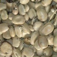 猫豆提取物 Seed 白色粉末