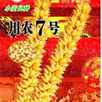 无芒小麦新品种川农7号 四川绵阳