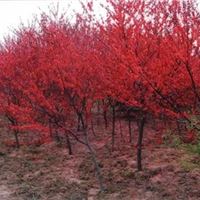 泰安绿化苗木基地_绿化苗木_平盛苗圃图