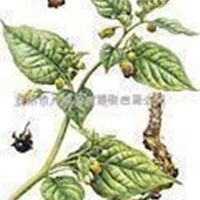 植物提取物 颠茄提取物 莨菪碱