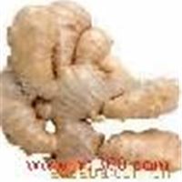 生姜提取物Ginger P.E.