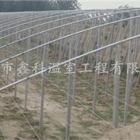 寿光连栋温室大棚 设计承建公司 寿光鑫科