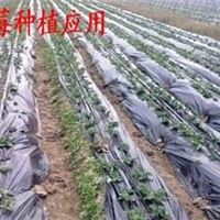 农用塑料黑薄膜黑色地膜 白色地膜 除草**黑地膜液态