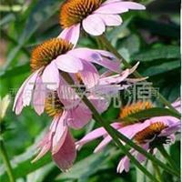 紫锥菊提取物Echinacea Herb P.