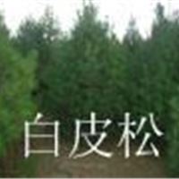 规格油松 山西白皮松 国槐价格 侧柏低价出售