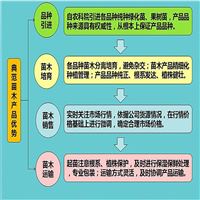 瑞蟠5号蟠桃树苗价格 山东蟠桃树苗基地批发直供