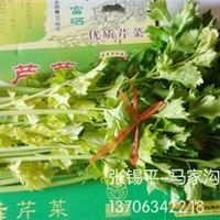 马家沟芹菜空心无筋，叶绿茎黄，鲜嫩【海南成都广东】