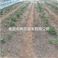 山东草莓苗基地红颜草莓苗价格发布