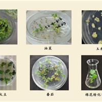 植物基因转化一体化技术服务