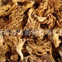 批发 鹿茸菌 刷把菌 20公斤/件