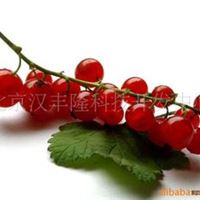 速冻红加仑（带枝）frozen red currant on the vine