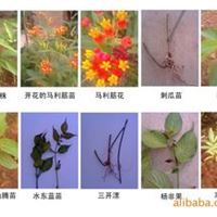 昆虫性激素;昆虫性激素;昆虫性激素