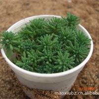 小草  薄雪万年草 漂亮 好看的 多肉植物塑料盆栽 园艺品种