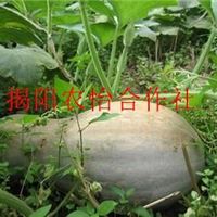 新鲜有机蔬菜无公害农家自种大南瓜