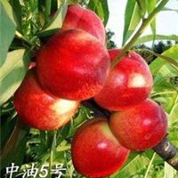 山东油桃批发供应