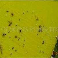 生物农药供应 昆虫信息素