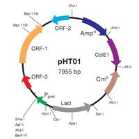 PHT01 枯草芽孢杆菌表达质粒