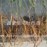 专业提供1-5年生油用牡丹苗，优质牡丹籽