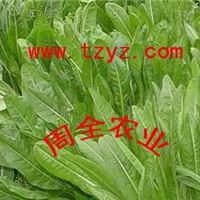 湖南牧草种子牧草品种黑麦草│周全农业牧草种植